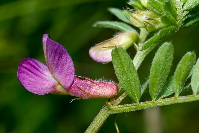 Vicia pannonica / Veccia ungherese